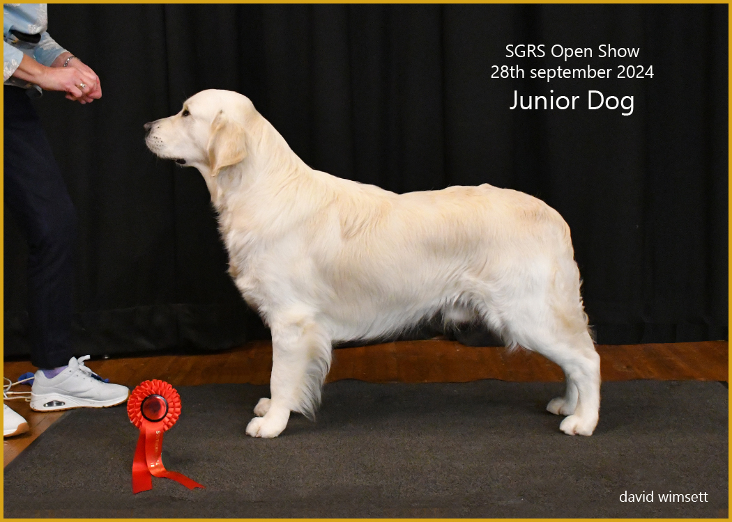 A dog standing next to a red ribbon Description automatically generated